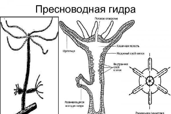 Кракен лег