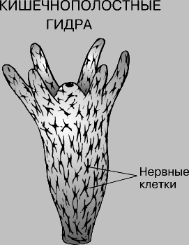 Не заходит на кракен